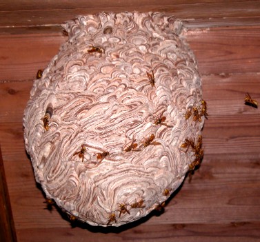 軒下に出来た大きなキイロスズメバチの巣