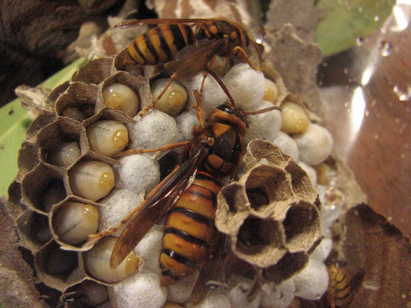 キイロスズメバチの巣の内部
