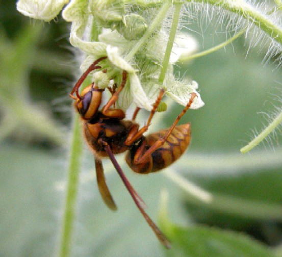 花の蜜をなめるキイロスズメバチの働き蜂
