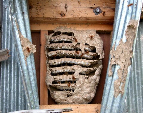 壁の中のキイロスズメバチの巣