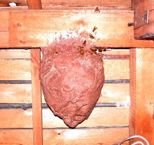 天井裏に営巣するキイロスズメバチの巣