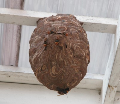 軒下のコガタスズメバチの巣