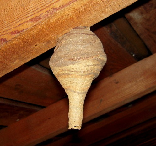 車庫の天井に出来た初期巣