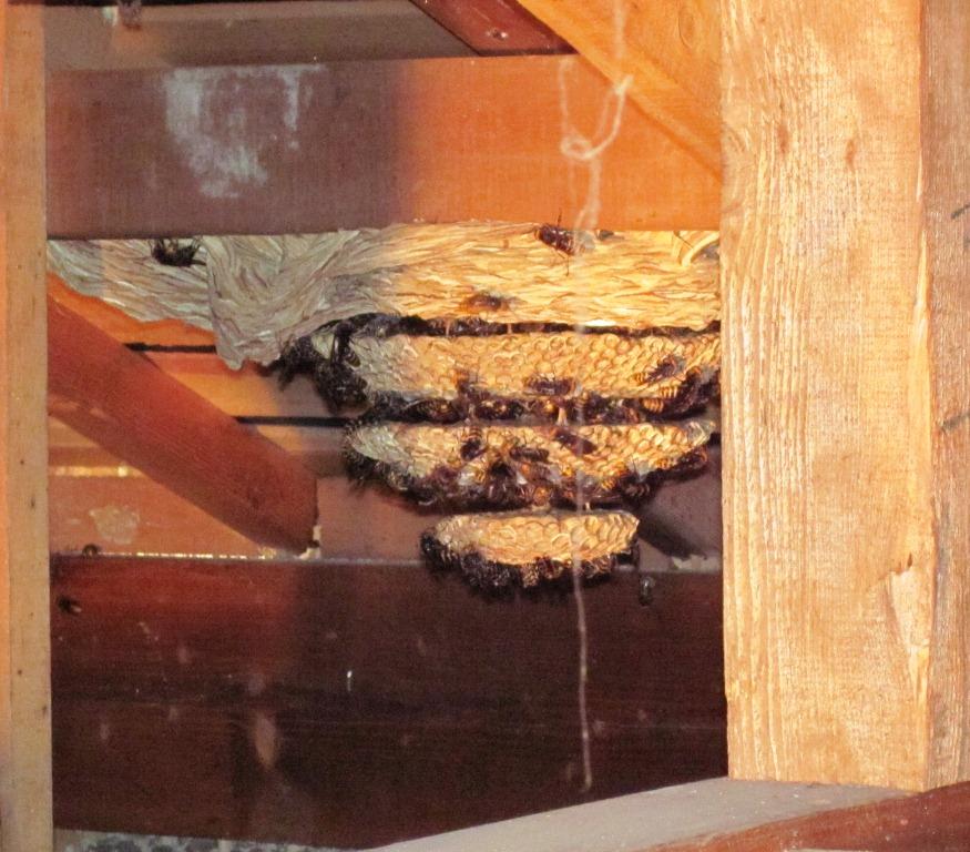 天井裏に巣を作ったモンスズメバチ