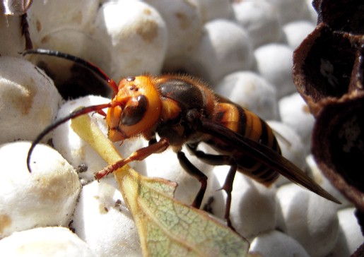 オオスズメバチの雄蜂　長い触角が特徴