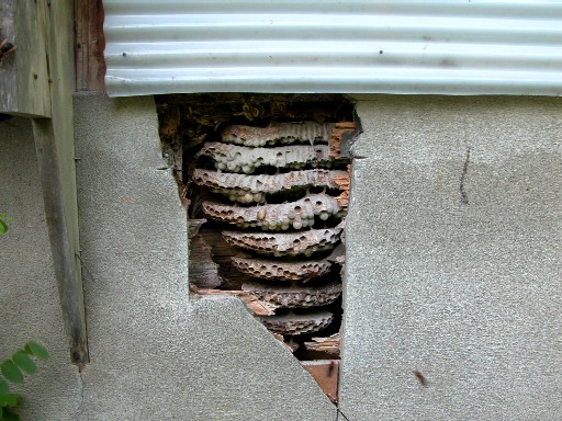 壁の中に営巣していたチャイロスズメバチ