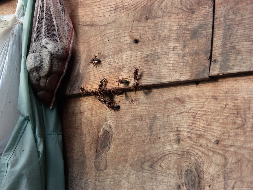 壁の内側に巣を作ったチャイロスズメバチ