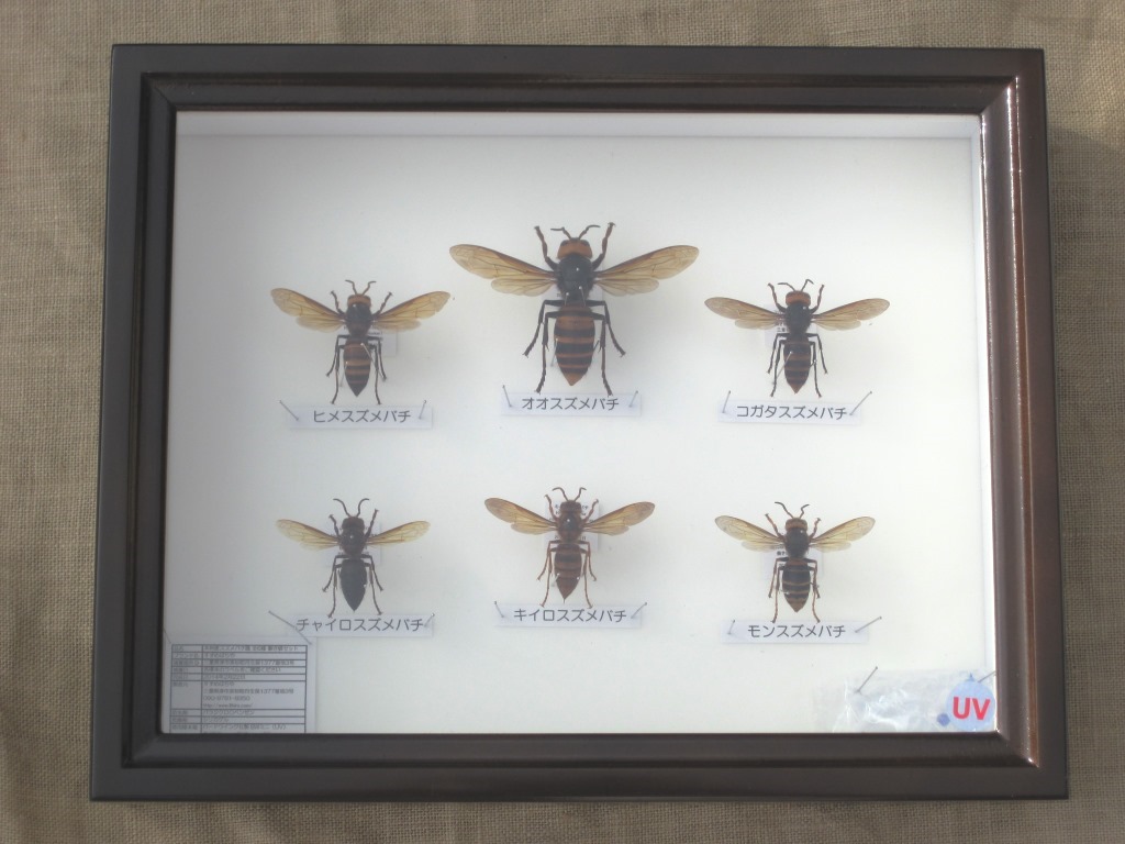 スズメバチ属 本州産 全6種の働き蜂 ドイツ型標本箱入り 展翅標本セット