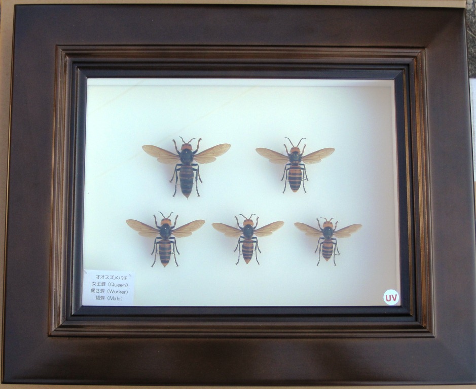 オオスズメバチの女王蜂、働き蜂、雄蜂 額入り 展翅標本5匹セット