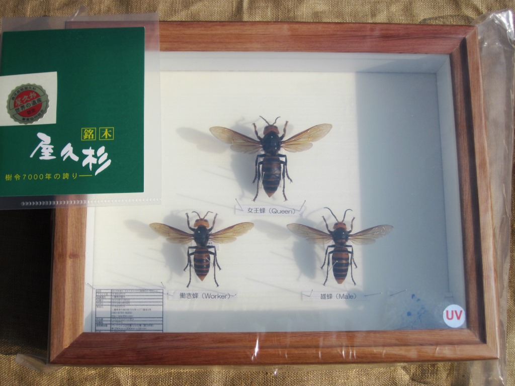 屋久杉材標本箱入 オオスズメバチ 女王蜂 働き蜂 雄蜂 展翅標本 『Japanese SAMURAI Hornet』